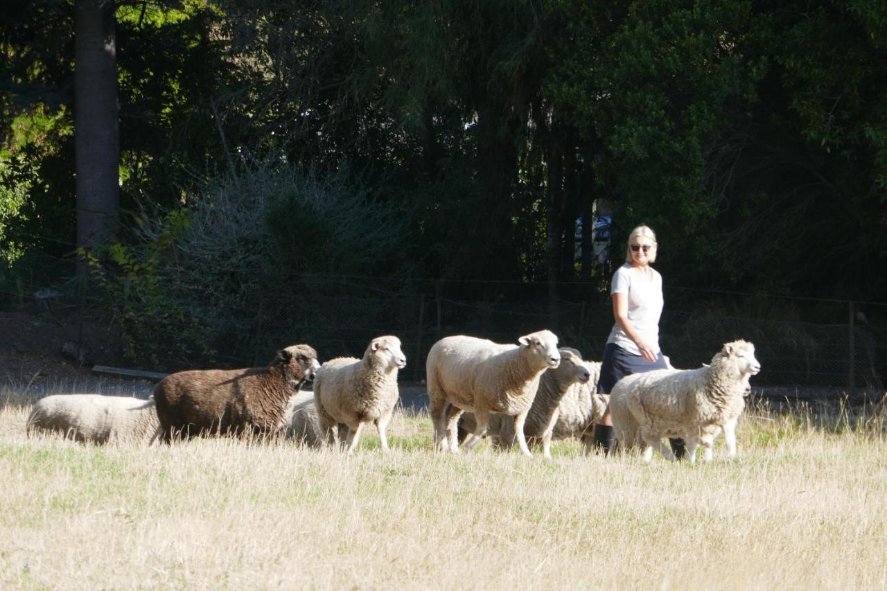 Karetu Downs Farm Stay Hawarden Εξωτερικό φωτογραφία