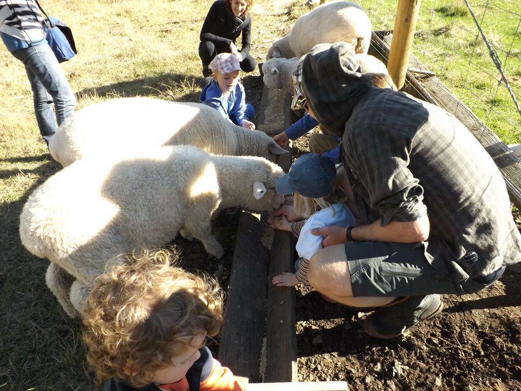 Karetu Downs Farm Stay Hawarden Εξωτερικό φωτογραφία