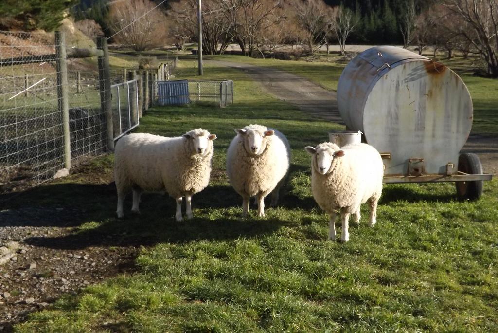 Karetu Downs Farm Stay Hawarden Εξωτερικό φωτογραφία